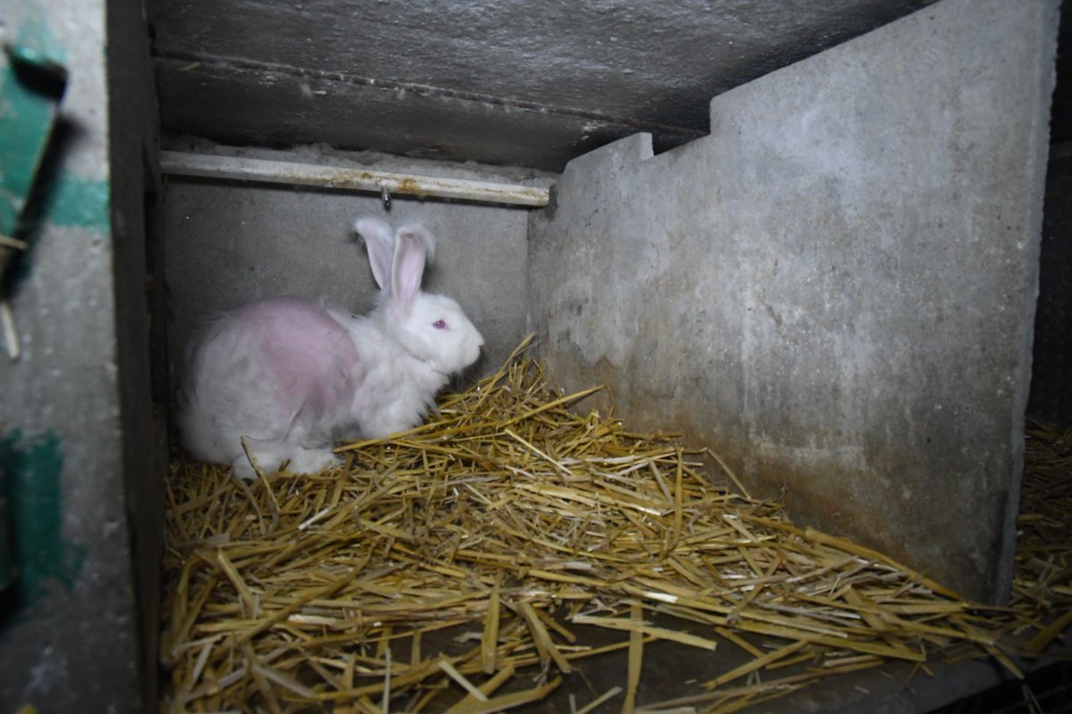 Vetitude's tweet photo. La souffrance des #lapins #angoras, une pratique qui doit cesser ! https://t.co/fpOCrDVVpI https://t.co/da9l0D0V9W