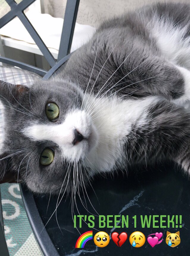 🌈💔🌈💔🌈💔😢😿🕊
1 week and we are .....
Missing you soooo!!!!😭😔 #AngelChloee #chloeeee #coolchloee #CatsOfTwitter #graycatsoftwitter #RIPChloee