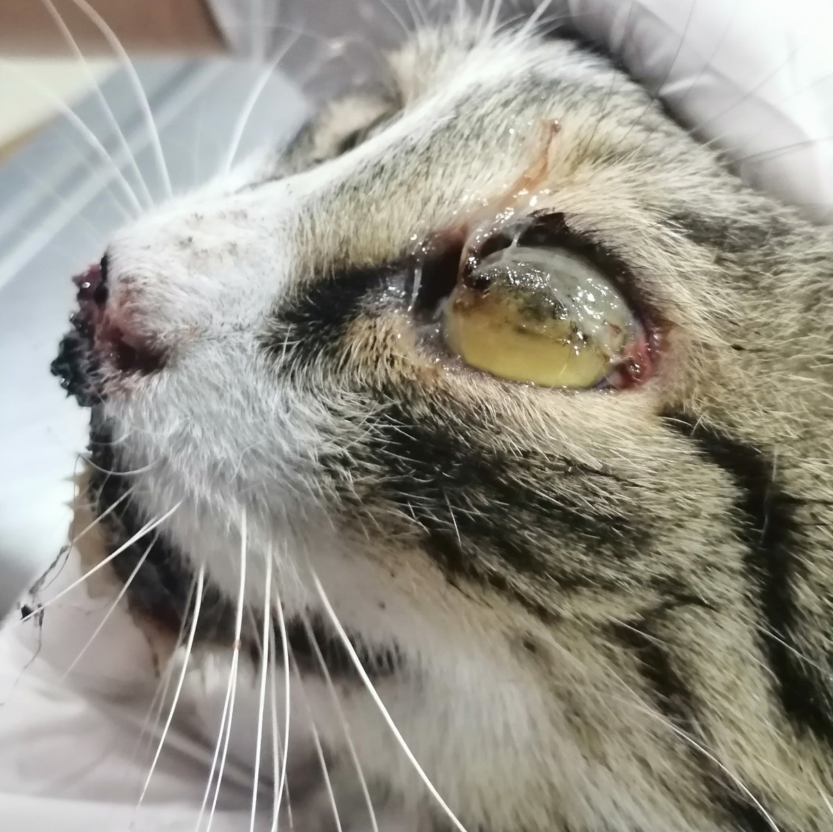 Sadece bu fotoğrafı yükleyebiliyorum çünkü sizi fazla üzmek istemiyorum. Nasıl bir darbe aldıysa göz, pati, çene mahvolmuş, damak yarılmış. Acısı çok büyük. Tedavisine başlandı. Klinik masraflarına destek olmanız çok önemli.