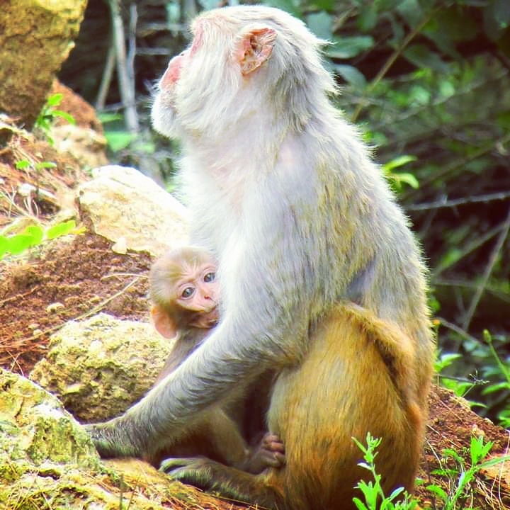 आमाको ममता 😍