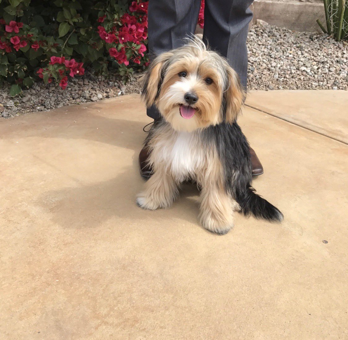 veeheymann's tweet photo. 🚨My best friends pup, Baxter, went missing last night from the KB Home development on Valencia &amp; Reed Bunting Dr (just west of Valencia &amp; Vahalla) 🐶 Please, please, please if you have any info, comment or DM. Thank you sm! @whatsuptucson @LostDogsArizona #lostdog https://t.co/SIHskIDVOe