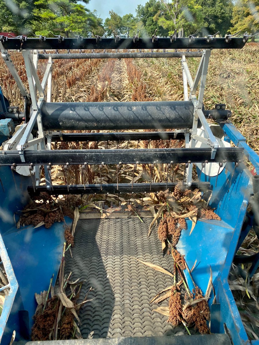 OVT grain sorghum harvest underway at Keiser-Thank you for the picture, Debbie! <a href="/AginarkK/">AgInArk_Keiser2</a> <a href="/ArkAgResearch/">Arkansas Agricultural Experiment Station</a> <a href="/AginArk/">UA System Div of Ag</a>