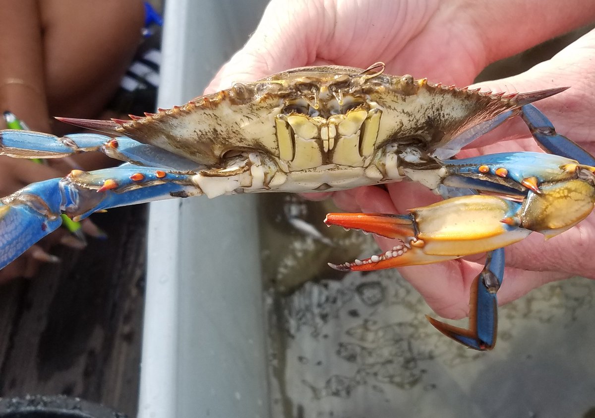 SloopClearwater's tweet photo. What are your favorite fun facts about the blue crab?
#scicomm #HudsonRiver #hudsonriversloopclearwater #sloopclearwater #bluecrab #envied #environmentaleducation https://t.co/2P42Yvampi