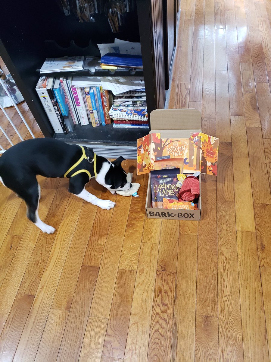 Rkasper516's tweet photo. Shes excited for #barkboxday https://t.co/HdOqNTDaqf