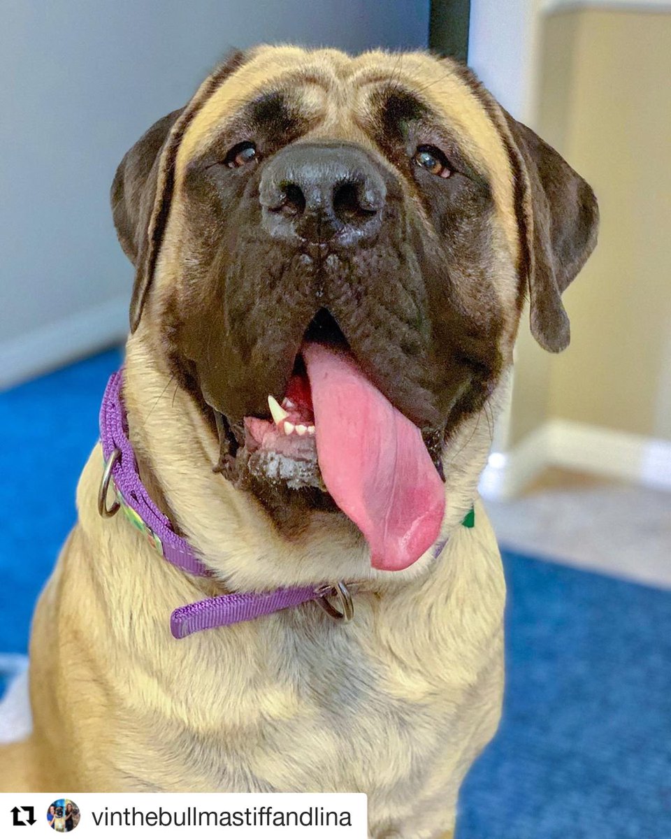 BLOCKYDOGS's tweet photo. #EnglishMastiff LINA wears a 1.5" BLOCKY DUAL Grip🐾
#Repost @vinthebullmastiffandlina
・・
Happy tongue out Tuesday. 👅💕🐾 #TongueOutTuesday #mastiff_feature #droolclub #giantbreedlover #therapydog #blockydogs #belikelina #blockydualgrip #blockydogscollar #widemartingale https://t.co/hLxD9tS71P