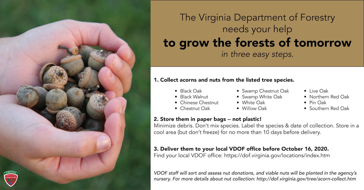 ForestryVA's tweet image. Have a tree in your yard that&apos;s abundant with #acorns? Consider collecting the nuts &amp;amp; donating them to VDOF! Seeds will be planted at the Augusta Forestry Center &amp;amp; grown to be next year’s #hardwood seedling crop. Easy collection guidelines here. #futuretrees #forestlandowners