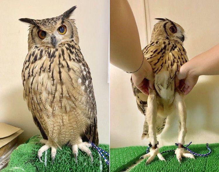 owl long legs