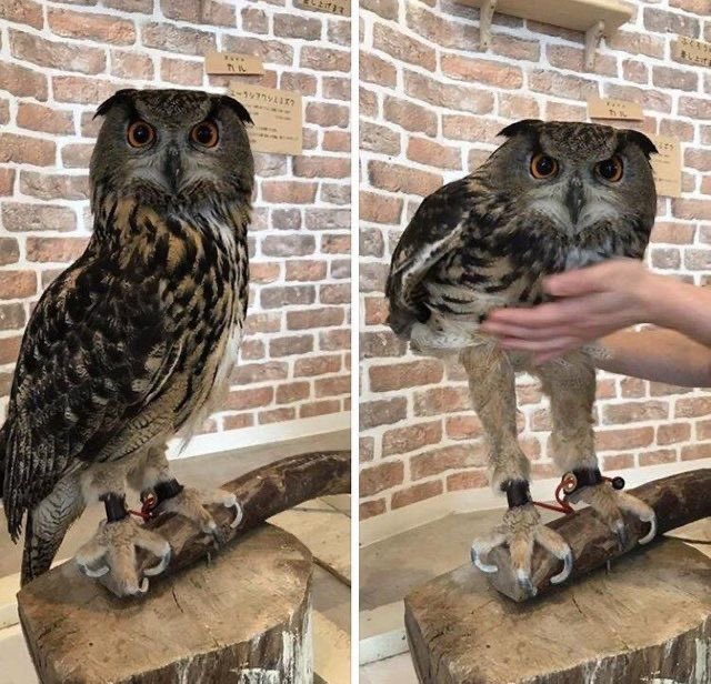 owl long legs