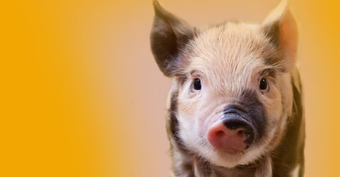 LongevityTech's tweet photo. Animal study shows new #livers can grow in #pig #lymph nodes...
Study shows that when healthy cells are introduced into the body, pigs show a return of liver functions – but it’s all about location, location, location.
#organgrowth @PittTweet #LyGenesis https://t.co/sMFZioLaIY https://t.co/re2wzbwGwU