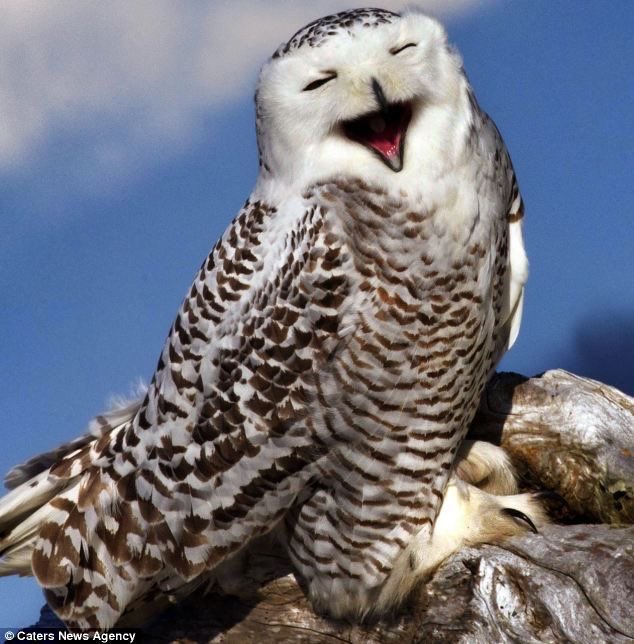 owls laughing at you