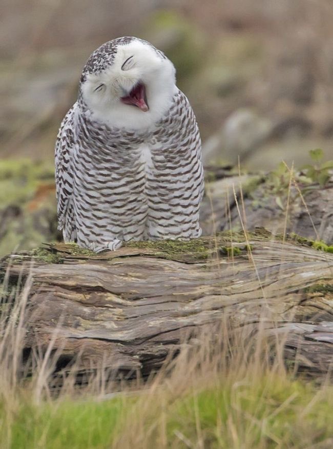 owls laughing at you