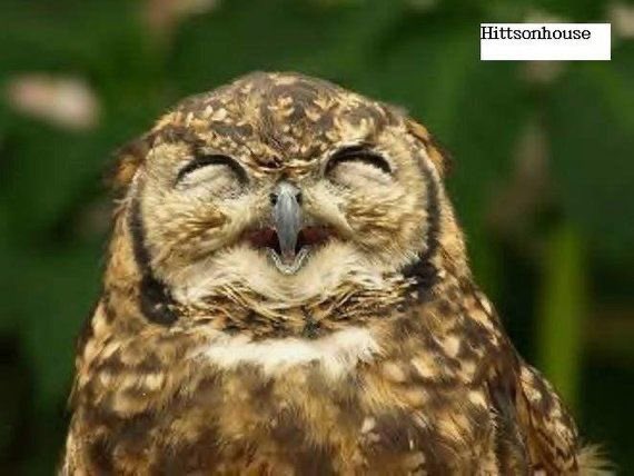 owls laughing at you