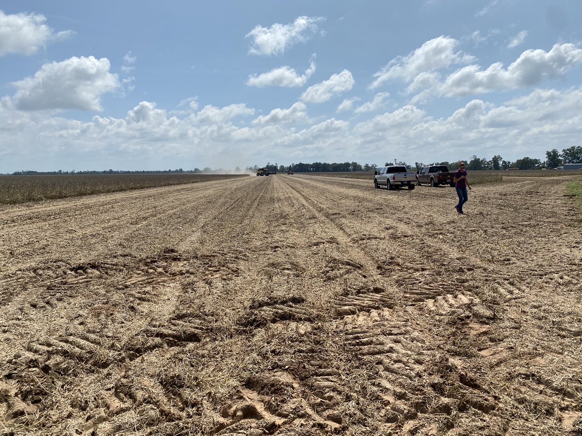 JohnDFarabough's tweet photo. Combines starting to roll into early planted soybeans. Was able to cut a Grow for the green contest field with the help of Drew Co Agent Danielle Kurz. Yields are looking good this year. @AgWriterArk @AginArk @UAEX_edu  #StillOnTheJob #DeshaCoAg #soybeans #growforthegreen https://t.co/5Oe3gGmxhq