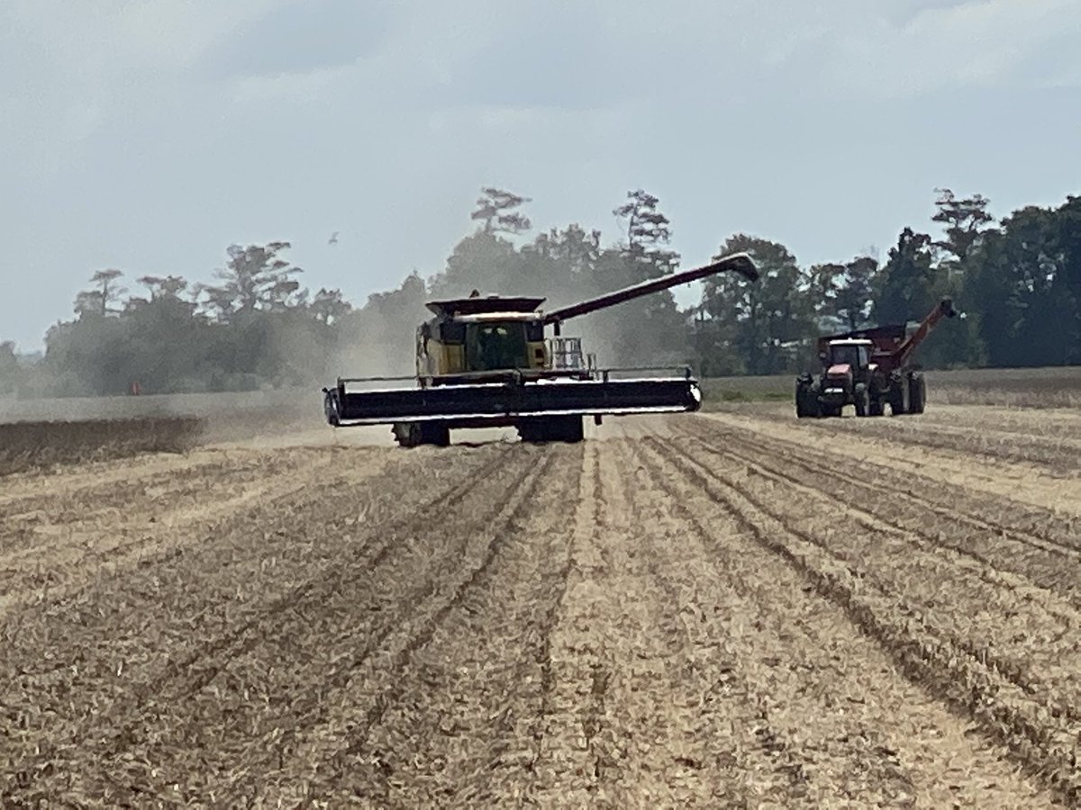 JohnDFarabough's tweet photo. Combines starting to roll into early planted soybeans. Was able to cut a Grow for the green contest field with the help of Drew Co Agent Danielle Kurz. Yields are looking good this year. @AgWriterArk @AginArk @UAEX_edu  #StillOnTheJob #DeshaCoAg #soybeans #growforthegreen https://t.co/5Oe3gGmxhq