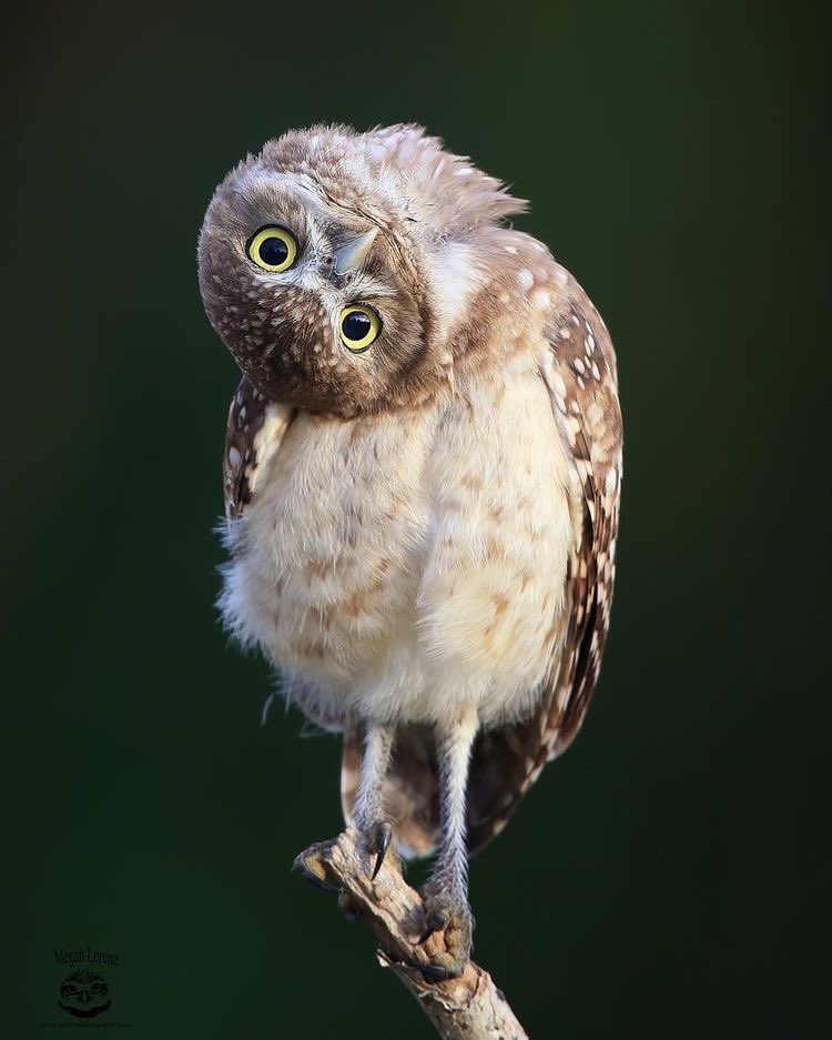 owls judging you