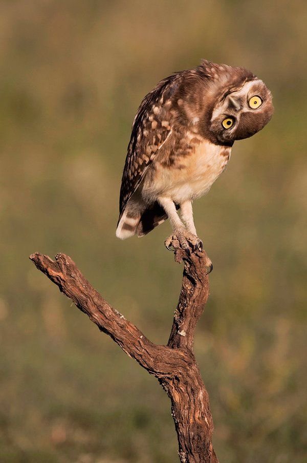 owls judging you