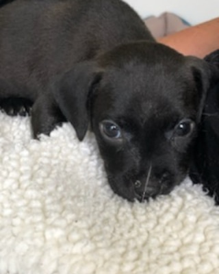 RSPCA Sheffield tweet media