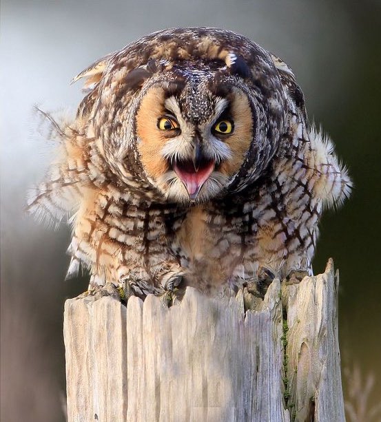rude owls