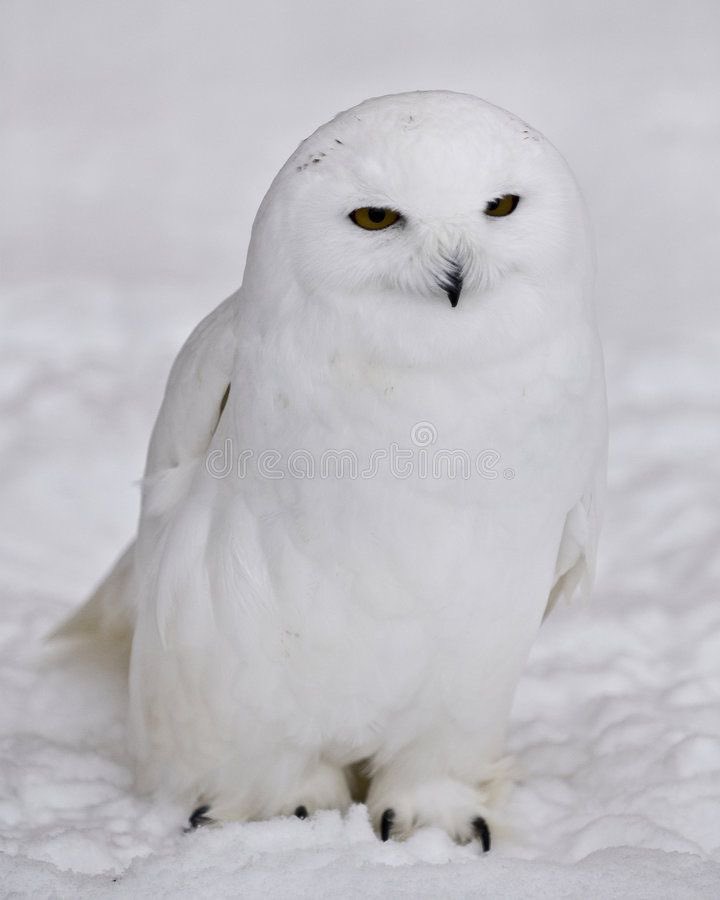 smirky snowy owls
