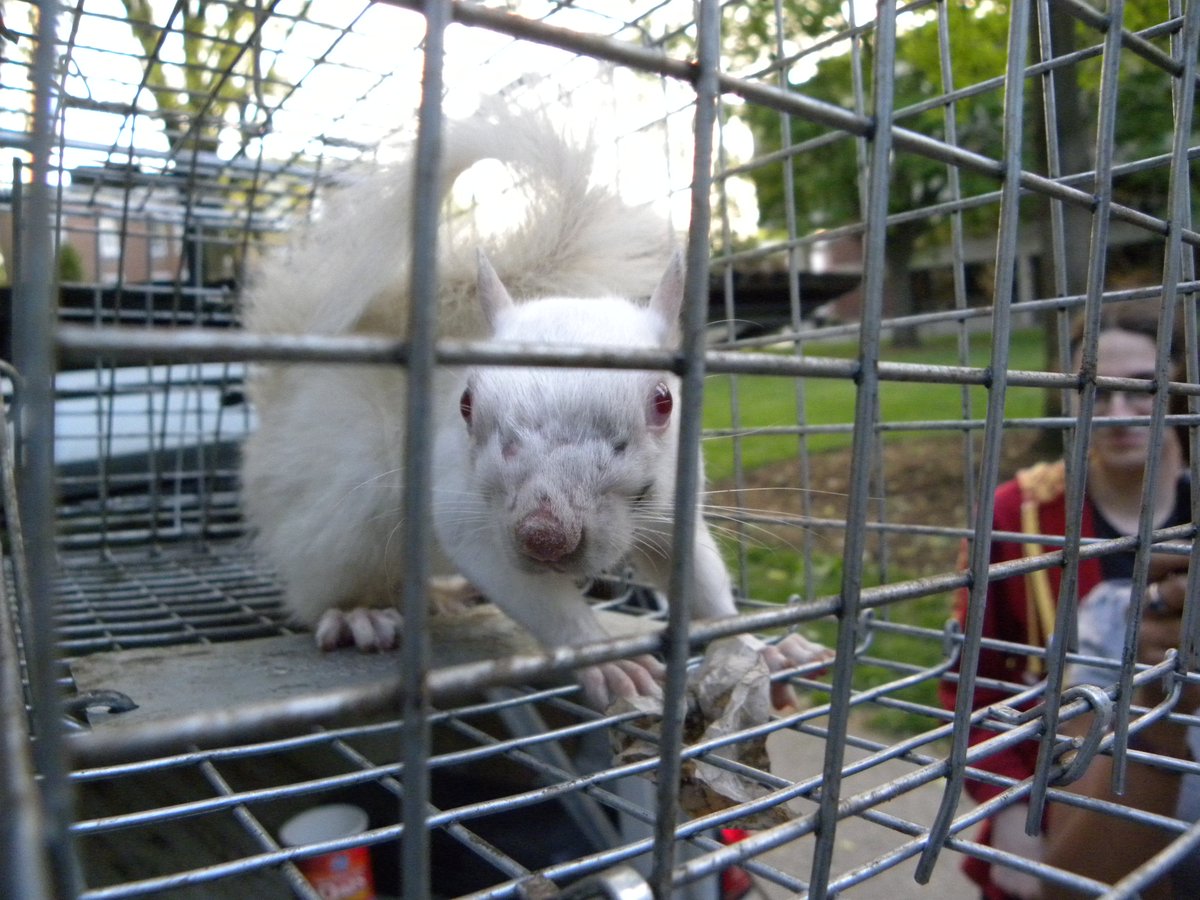 We get to see some amazing things while doing research in urban areas...such as this albino gray squirrel that I trapped and measured!