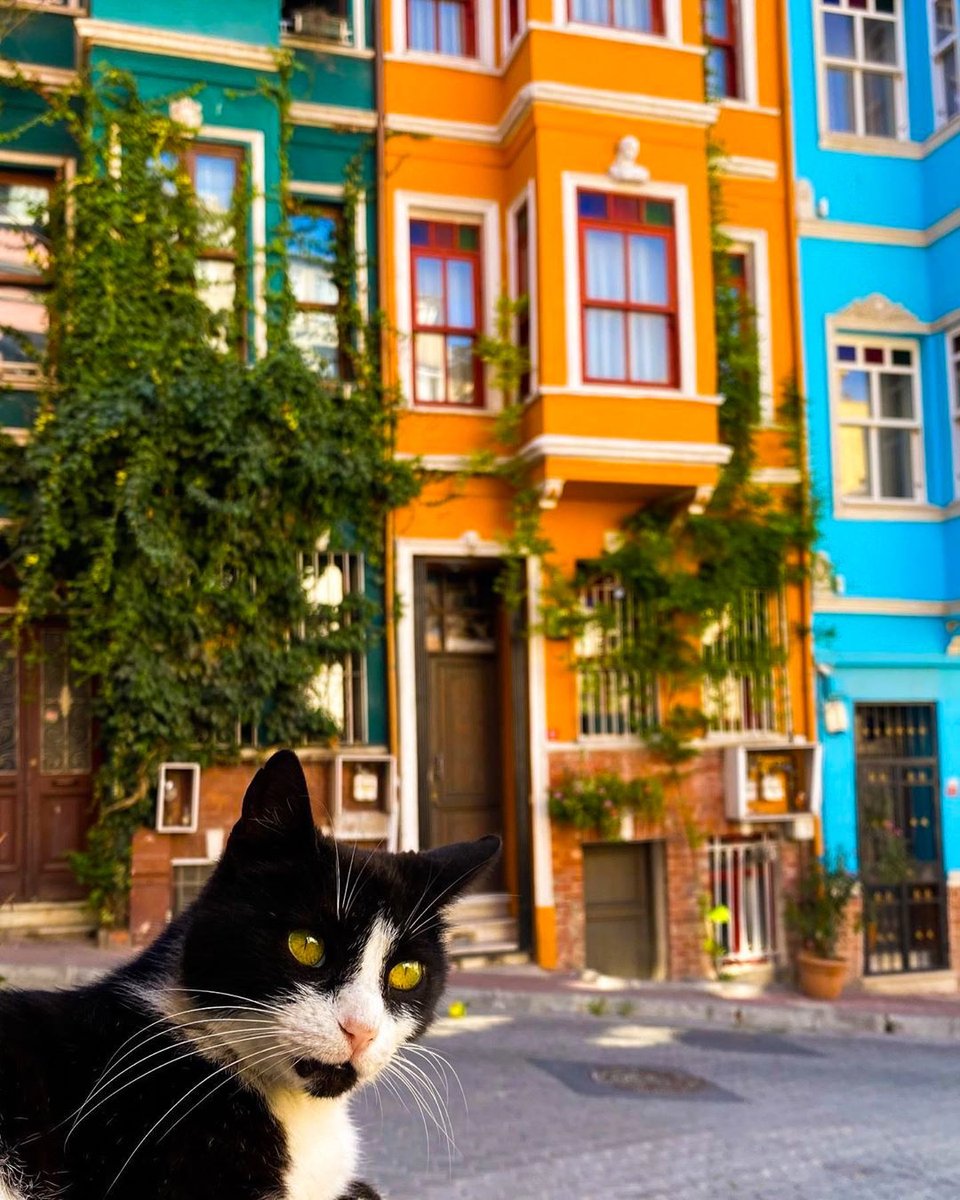 oneistanbul's tweet photo. The old district of Balat is so full of surprises around every corner 🖤 👀

📸 IG: nmphotos34
⁠
#oneistanbul #istanbul #city #travel #istanbultrip #colorfulstreet #oldstreet #september #fall #cats #autumn #balat https://t.co/lKdK3TqiHC