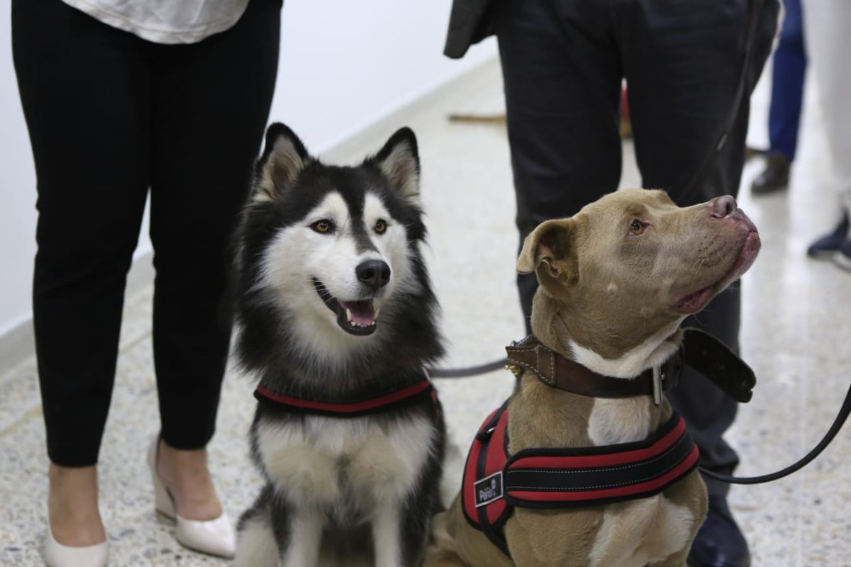 GobAntioquia's tweet photo. "En la primera fase de investigación los perros identificaban el COVID-19 en muestras, ahora queremos realizar las pruebas con personas directamente": Omar Vesga, Director del Grupo de Investigación GRIPE de @UdeA. 👨‍🔬 https://t.co/BOoTMOXG9n