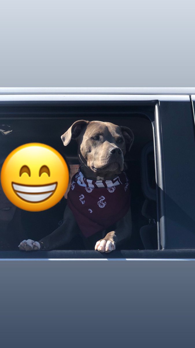 knixonAHS's tweet image. Just when I thought today couldn’t get any better-Matilda Leahy-Arlington’s biggest pupper fan-joined us for 6th period class! 

😁🎉🐕

Every day is “Bring your pet to class day” in Virtual 2136! 

#perksofvirtuallearning #alwayslookforthegood