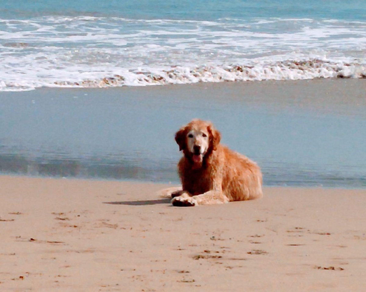 eftfree's tweet photo. When your dog is sick, it helps to tap for yourself and for your precious four-legged family member.

https://t.co/phEFQugGV9

#eftisscience
#EFTInternational
#tappingforanimals
#complementarycare
#sickanimal
#ilovemydog https://t.co/OlQIXkELUa