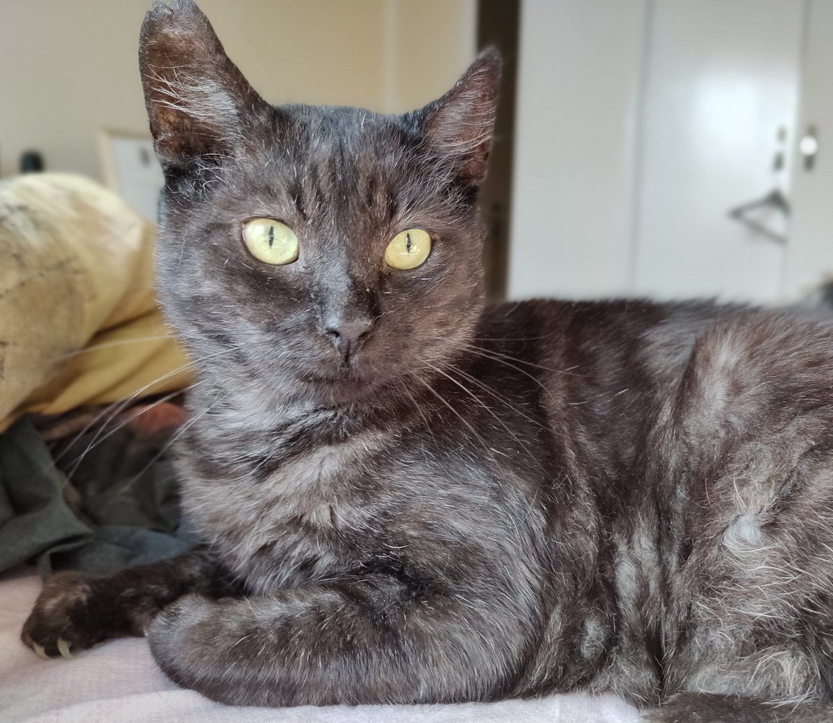 tvbplays's tweet photo. Cat.
.
.
.
.
.
.
#photography #amateurphotography #cat #catsofinstagram #cats #Bod #HisNameIsBod #uniquefur #uniquecats #OnePlus #OnePlusNord https://t.co/wulmT5Atut