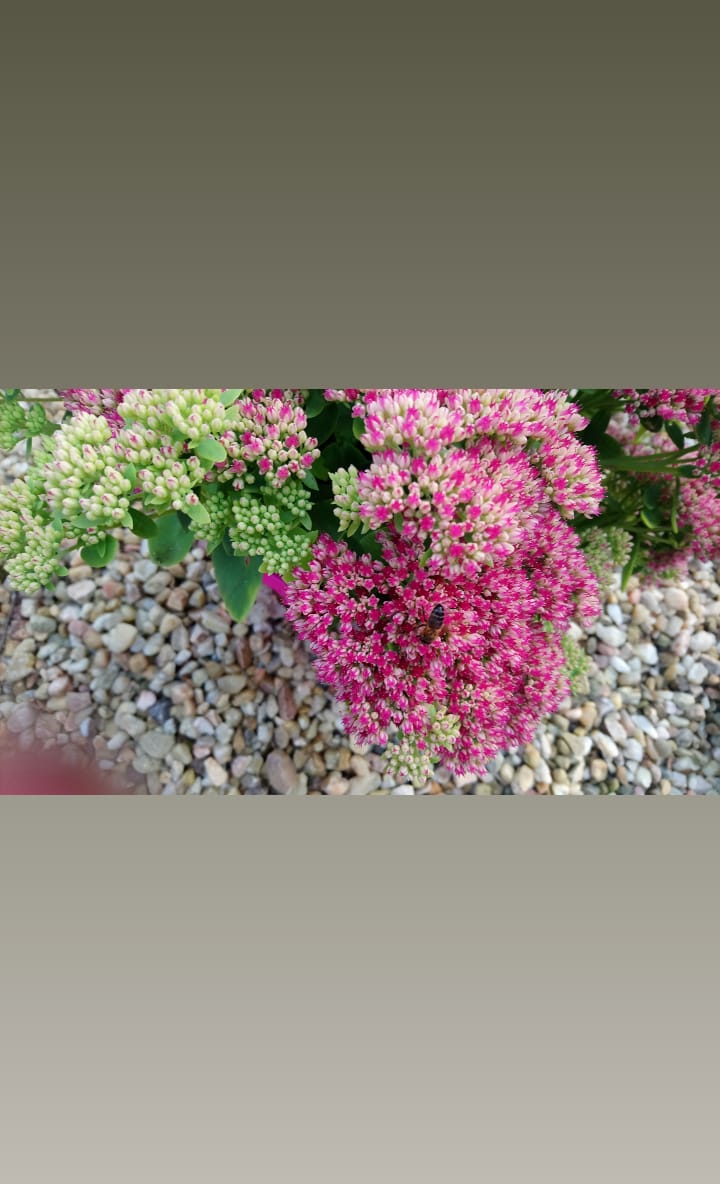 KittieC1's tweet photo. Honeybees love this little corner of my garden https://t.co/dXkHZPEb3n