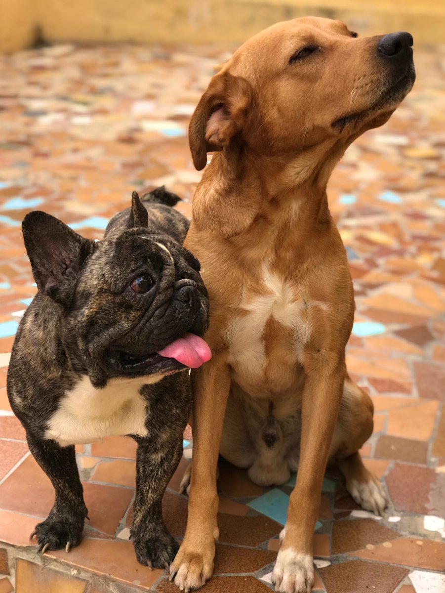 lelekinine's tweet photo. Meus cachorros são marrentōes! https://t.co/gjfSXIIhII