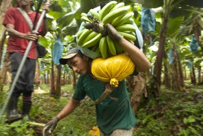 Child Labor Coalition tweet media