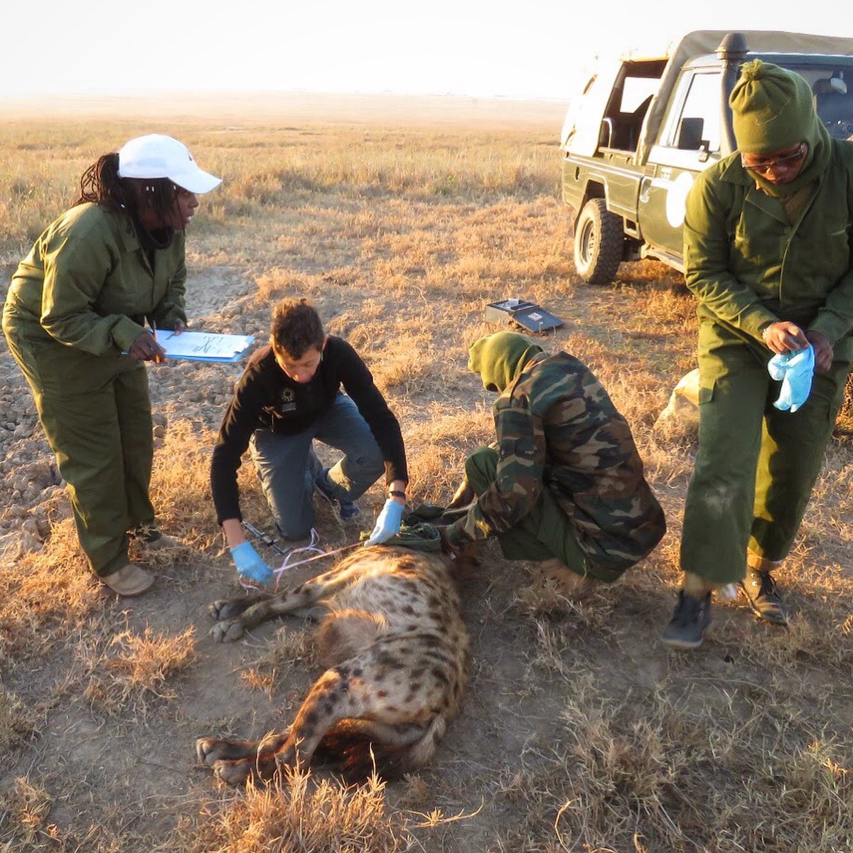 How do we get from wanting to (safely!) catch a  #hyena to actually catching one? follow this thread... #BlackMammalogists Week  #TechniqueTuesday @BlkMammalogists