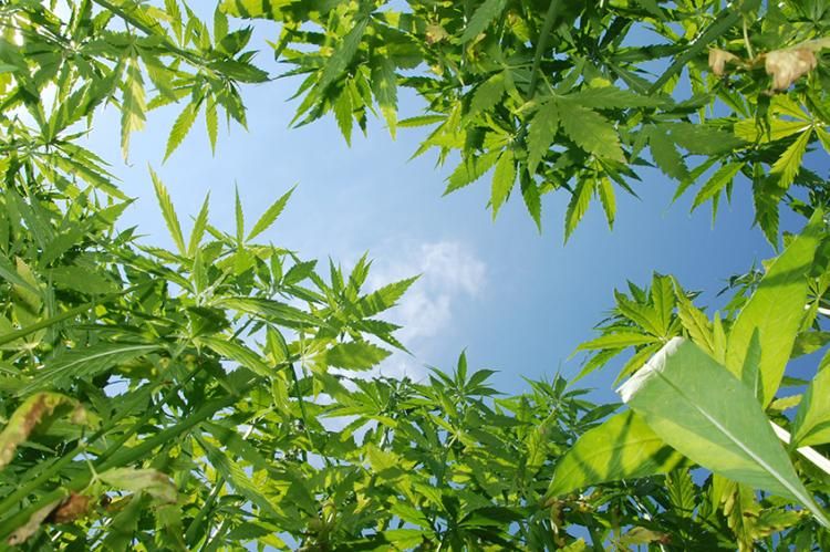 Cannabis Revenue Boosts Canadian Agriculture During Pandemic | High Green News buff.ly/35FqQqS #highgreennews #cannabiscommunity #cannabisnews #cannabisculture