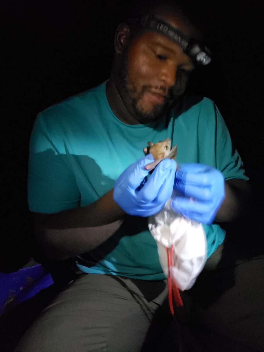 Hey! I'm Alex Troutman ( @N8ture_AL), and I’m a Black mammalogist. As a mammalogist I have studied bat diversity in Crocker Ranger Reserve in Sabah, Malaysia and early successional habitat selection of old field mice in southern Georgia.  #BlackAFinSTEM  #BlackMammalogists