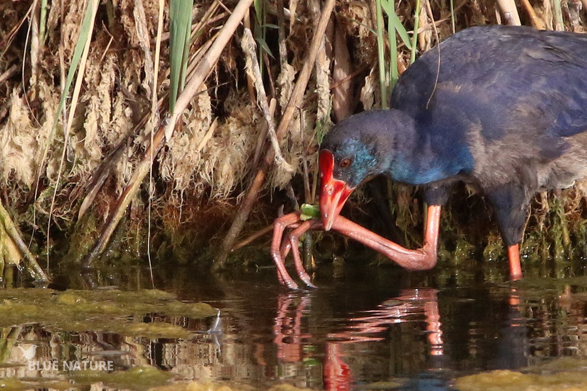 bluenaturetours's tweet photo. Una salida de observación de #aves siempre se alegra con la aparición del #calamon, es un ave muy #especial. Además es una de las #acuaticas que podremos ver en la #excursión del 26 de septiembre anímate a acompañarnos y conocerle de cerca https://t.co/IQYdMbGz16 https://t.co/m7ghaHTkUP