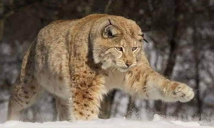 gatitos_qctd's tweet photo. Same energy https://t.co/iNYOm3XTOQ