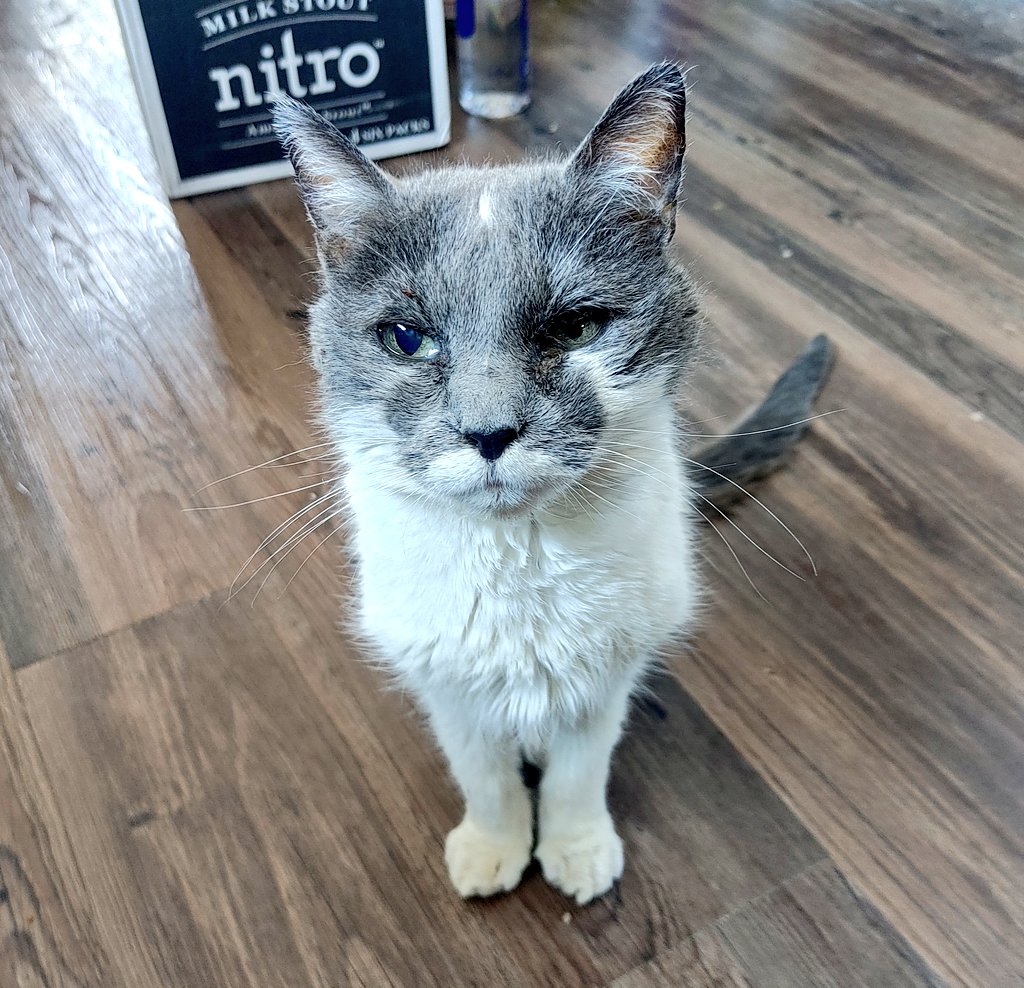 Goodbye, Yuki. Your 13 years of being playful, fun, and the best kitty will never be forgotten. The world will get to know you as Lady Koralik in <a href="/PurrtatoTail/">A Purrtato™ Tail</a>, but I'll always remember you as Yuki... my friend.