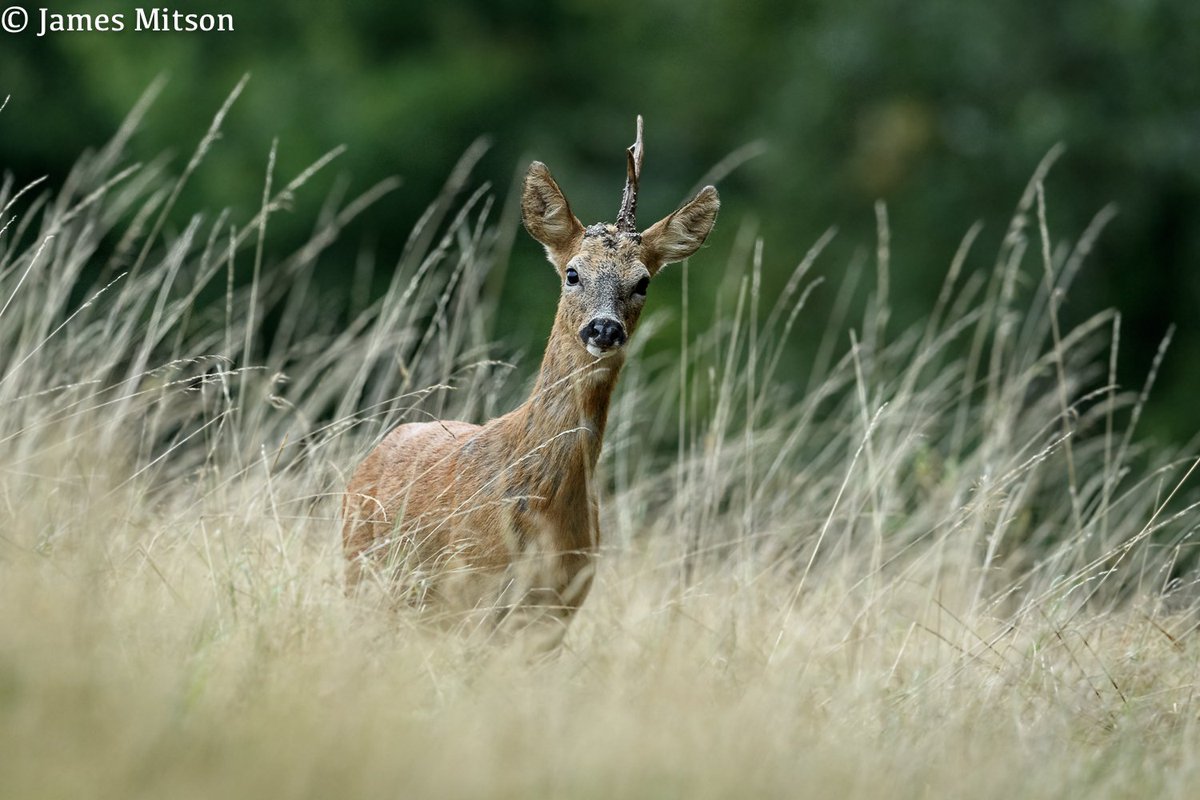 JMitsonPhotos's tweet photo. Another early morning Roe deer encounter today.
#nature #wildlife https://t.co/EVNZDiVUI0