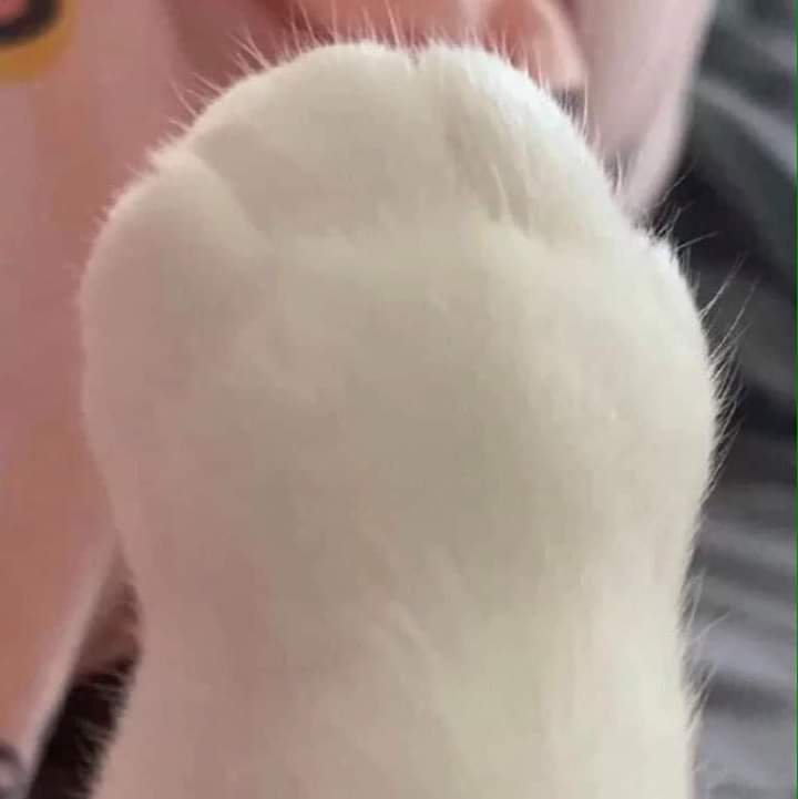✨ Gatitos que curan tu depresión ✨ tweet media