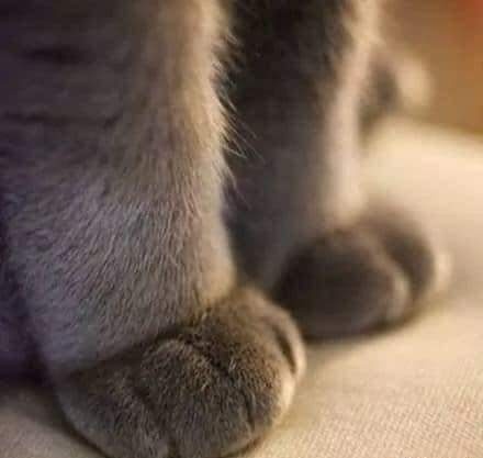 ✨ Gatitos que curan tu depresión ✨ tweet media