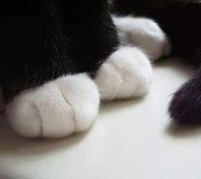 ✨ Gatitos que curan tu depresión ✨ tweet media