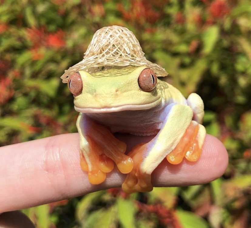 farmer frog???? farmer frog farmer frog??