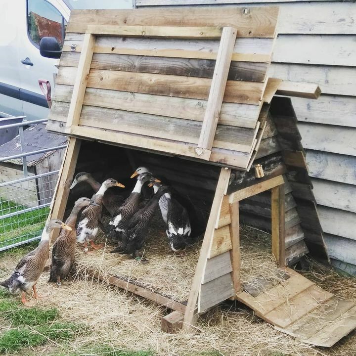 LingsMeadow's tweet photo. https://t.co/5tieCte724 The new duck palace. They have grown a bit in the last couple of weeks so they are really appreciating Neel's handiwork. The previous hut was getting to be a bit of a squeeze #runnerducks #lingsmeadow https://t.co/PL5AqCJ02o