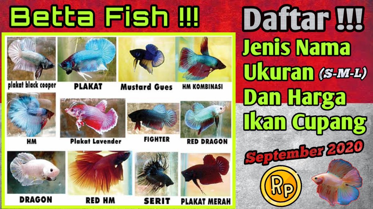 Aldi_Ginanjar_S's tweet image. Assalamualaikum Permisi Izin post 🙏
Semoga informatif info Terimakasih 🙏😊

#share #shareyoutube #sharevideo #betta #bettafish #ikancupang #cupang #jualbeli #jualbelicupang #youtube #hargacupang
#cupangindonesia #ikanhias

youtu.be/_1LNHSpPeSc