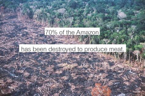 1. The Amazon Rainforest, home to 10% of Earths known species is already down 20% due to deforestation. It is 2.59 million miles squared, over 10x the size of France and it is being cleared at a rate of one football pitch every minute.