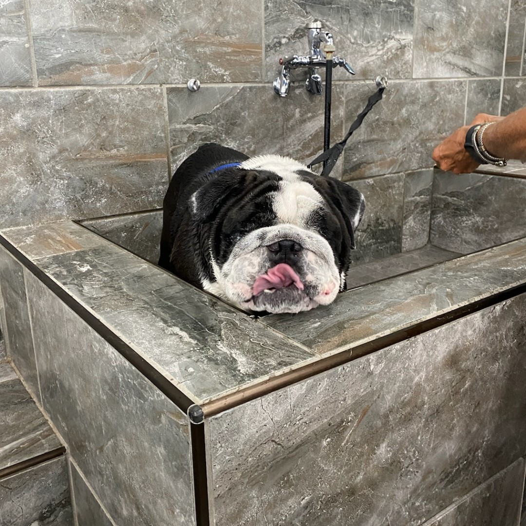 pet supermarket self serve dog wash