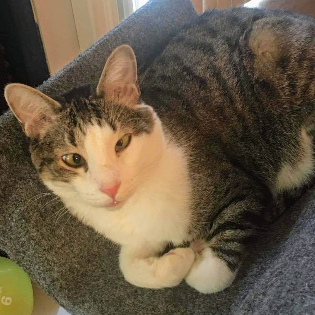 Grassroots_IL's tweet photo. 🚨Attention🚨

Zippy is missing! Last seen Sunday, 9.13.2020 at 5:30 PM near Bond Street &amp; Sheridan Circle in #Naperville.

Please reach out to 630.337.6879 with sightings. (Don't chase, he's scared!)

Please SHARE this post to help us get the word out! #lostcat https://t.co/YnfHNDkDPG