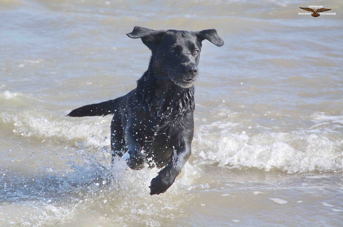 MaliHalls's tweet photo. I dont usually do #pet #pics, but our #Granddog "Marfa" was at the #beach with us too...#She was #named after a place where Dan and Lynsey went to when they #toured the #States a few #years ago. https://t.co/EVaIbPlzOn