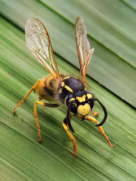 ppsriverregion's tweet photo. Wasps search for sugary foods and are likely to come into contact with us; when provoked, the wasps sting. Nests made near houses, such as in roof spaces, present a danger as the wasps may sting when people come close. 

#extermitech #pestcontrol #wasps #bees #flyinginsects https://t.co/eVrXtk5mLt